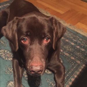 Meet your Posher, Brian